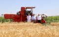 Adaptasyonu Yüksek, Kaliteli Buğday Çeşitleri Sivas Çiftçisine Kazandırılacak